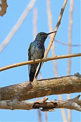 Sapphire-throated Hummingbird perching/standing at Panama