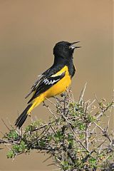 Scott's Oriole calling/singing at Texas, United States