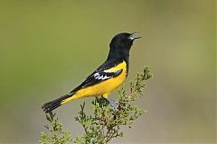 Scott's Oriole calling/singing at Texas, United States