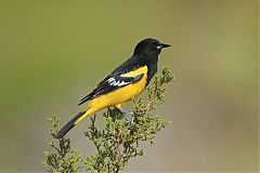 Scott's Oriole perching/standing at Texas, United States