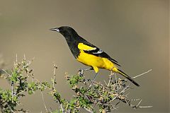 Scott's Oriole perching/standing at Texas, United States