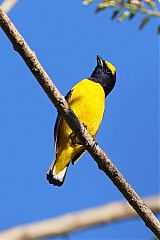 Scrub Euphonia perching/standing at El Salvador