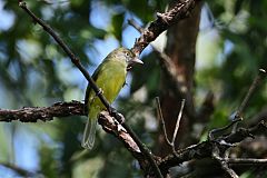 Scrub Greenlet perching/standing at Panama