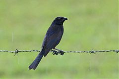 Shiny Cowbird perching/standing at Panama