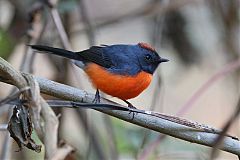 Slate-throated Redstart perching/standing at El Salvador