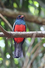 Slaty-tailed Trogon perching/standing at Panama