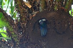 Slaty-tailed Trogon nesting at Panama
