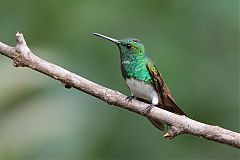 Snowy-bellied Hummingbird perching/standing at Panama