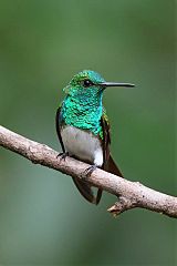 Snowy-bellied Hummingbird perching/standing at Panama