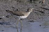 Birds in Focus - Photographer Bob Gress