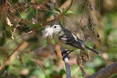 Southern Beardless-Tyrannulet