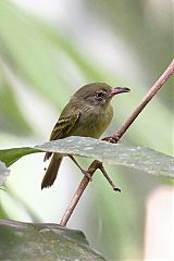 Southern Bentbill