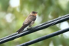 Southern Rough-winged Swallow perching/standing at Panama