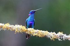 Sparkling Violetear at Colombia