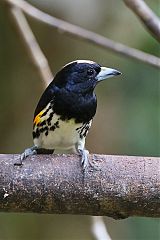 Spot-crowned Barbet perching/standing at Panama