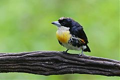 Spot-crowned Barbet perching/standing at Panama