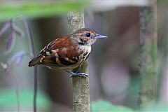 Spotted Antbird perching/standing at Panama
