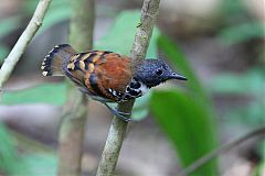 Spotted Antbird perching/standing at Panama