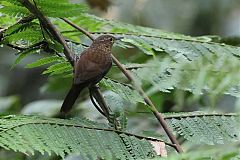 Spotted Barbtail perching/standing at Panama