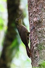 Spotted Woodcreeper perching/standing at Panama