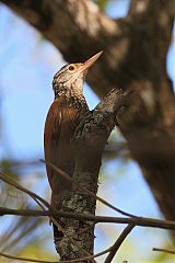 Straight-billed Woodcreeper perching/standing at Panama