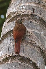 Streak-headed Woodcreeper perching/standing at El Salvador