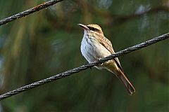 Streaked Flycatcher perching/standing at Panama