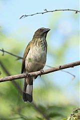 Streaked Saltator perching/standing at Panama