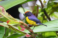 Tawny-capped Euphonia perching/standing at Panama