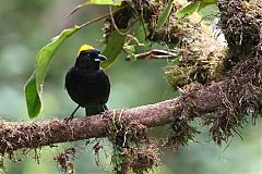Tawny-crested Tanager perching/standing at Panama