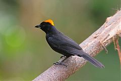Tawny-crested Tanager perching/standing at Panama