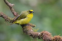 Thick-billed Euphonia perching/standing at Panama