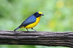 Thick-billed Euphonia perching/standing at Panama