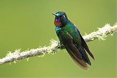Tourmaline Sunangel at Caldas, Colombia