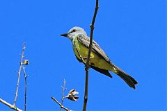 Tropical Kingbird perching/standing at Panama