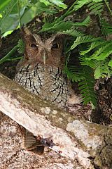 Tropical Screech-Owl perching/standing at Panama