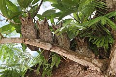 Tropical Screech-Owl perching/standing at Panama