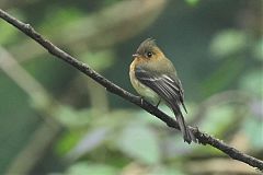 Tufted Flycatcher perching/standing at Panama