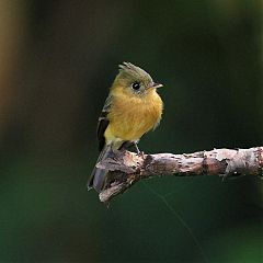Tufted Flycatcher perching/standing at Panama