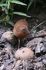 Uniform Crake