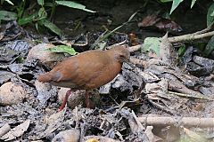 Uniform Crake perching/standing at Panama