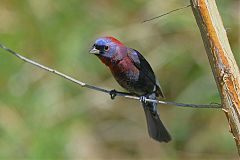 Varied Bunting perching/standing at Texas, United States