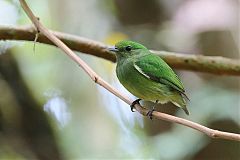 Velvety Manakin perching/standing at Panama
