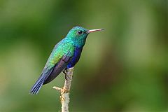 Violet-bellied Hummingbird perching/standing at Panama