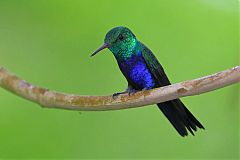 Violet-bellied Hummingbird perching/standing at Panama