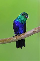 Violet-bellied Hummingbird perching/standing at Panama