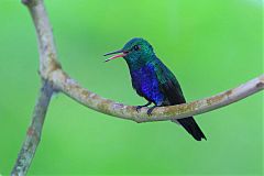Violet-bellied Hummingbird perching/standing at Panama