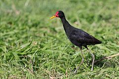 Wattled Jacana perching/standing at Colón, Panama