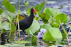 Wattled Jacana perching/standing at Colón, Panama