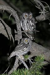 Western Screech-Owl perching/standing at Texas, United States